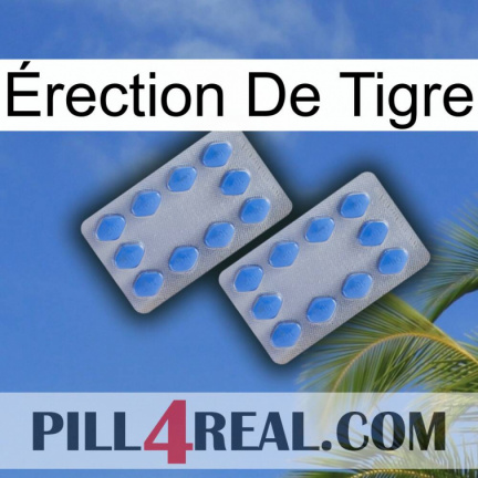 Érection De Tigre 20